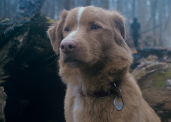 Good Boy phát hành tại nhà làm tan vỡ kỳ vọng phát trực tuyến cho Shudder